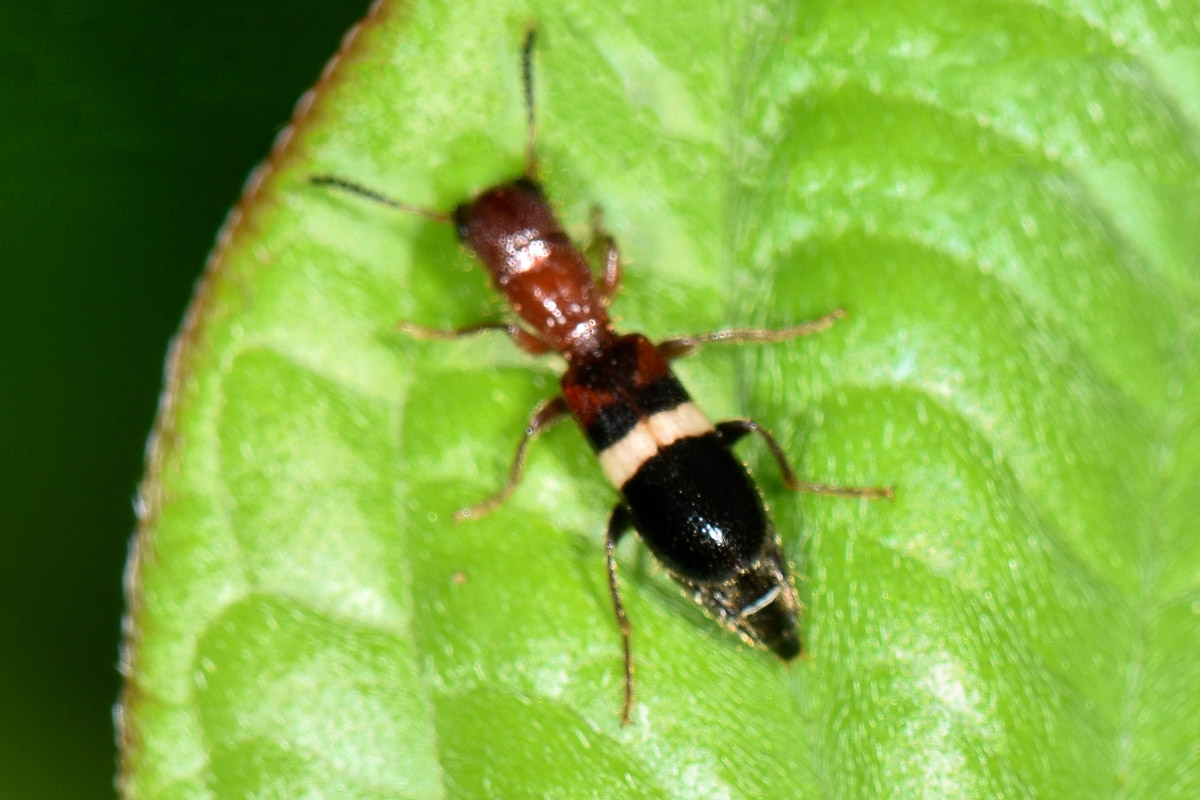 Cleridae?  S,  Denops albofasciatus